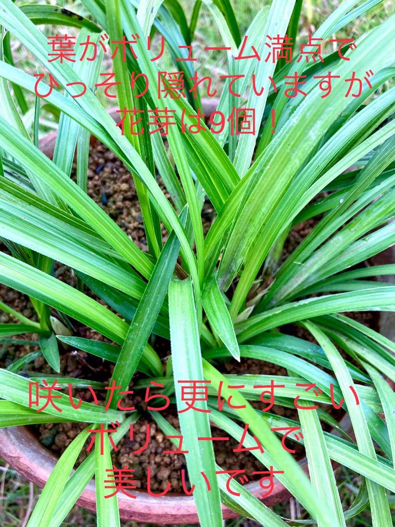 【天然野生の春蘭＊花芽9個の超巨大優良株/根が頑丈で抜群！】シュンラン＊日本春蘭