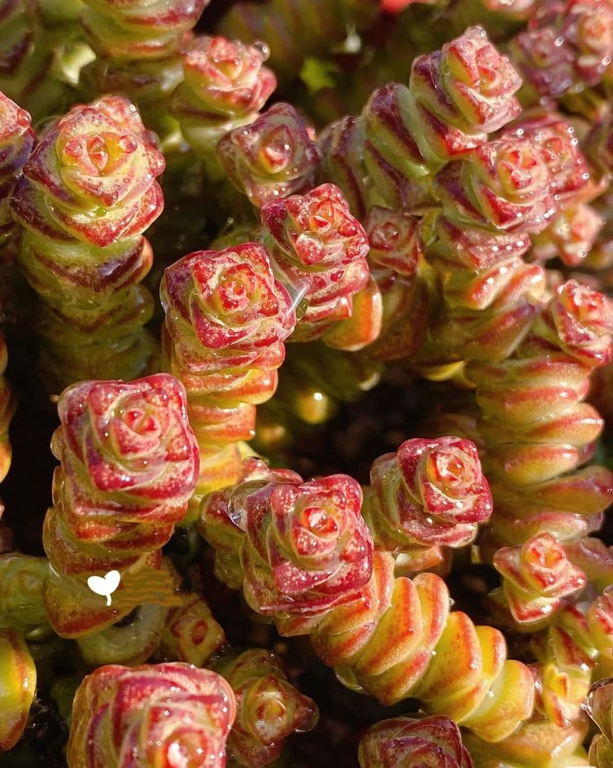 舞乙女 多肉植物 銭串 古株，大苗，大群生株 根付き発送 撮影12月14日