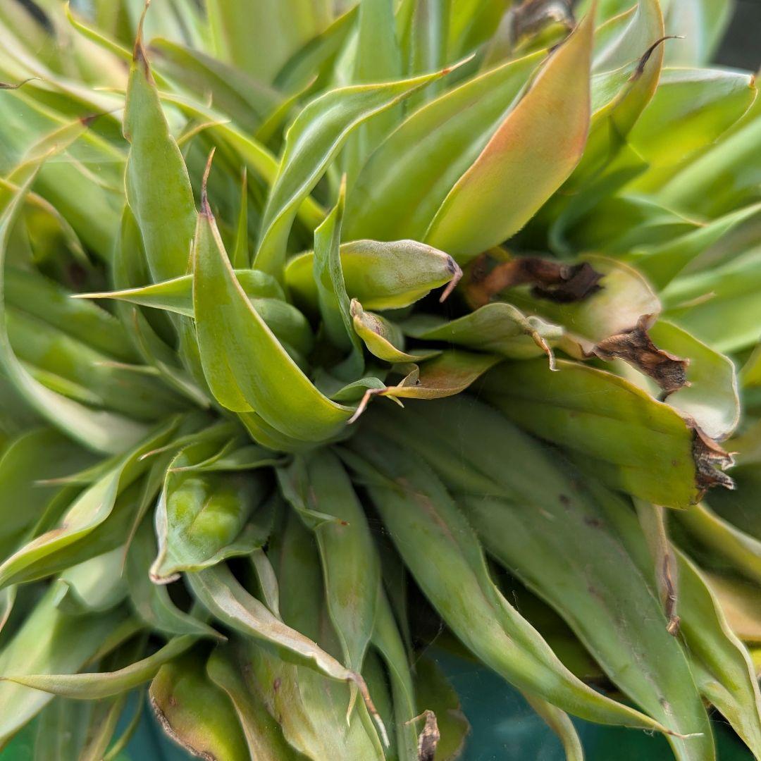 超絶希少！◇親株◇多肉植物シリーズ・アガベ属・ビルモニニアナ綴化inわけけのお店